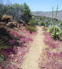 Wildflowers for miles!  Seriously!
