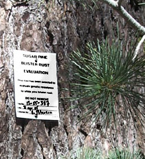 A genetically tough pine tree