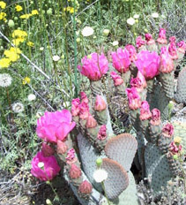 "Cactus flower" by Bill