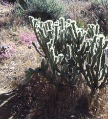 Beautiful--just don't get too close!