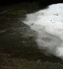 Snowmelt by the trail
