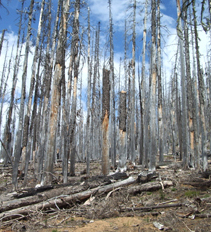 The ghost forest--burned 2 years ago