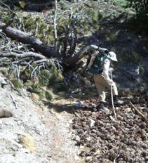 Monty crosses a pine cone "river"