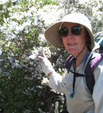 Ceanothus--California's wild lilac