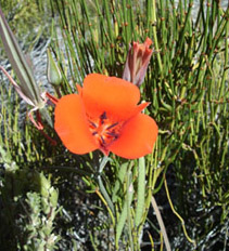 A flower to enjoy, after all that scrabbling in the chaparral!