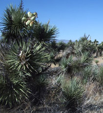 Joshua trees by the PCT