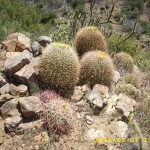 may1_cactus