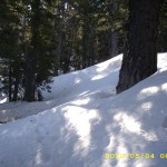 may4_snowtrees3