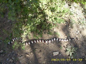 may7_2snake1