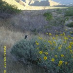 may7_flowers