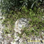 may7_lizard