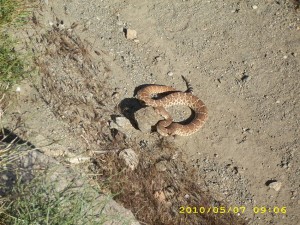 may7_snake5