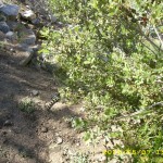 may7_trail3