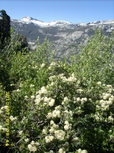 3july3flowers